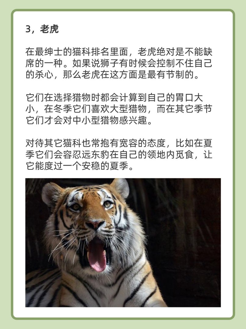 最绅士的猫科动物排名