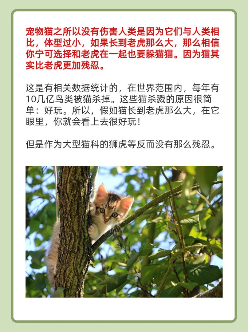 最绅士的猫科动物排名