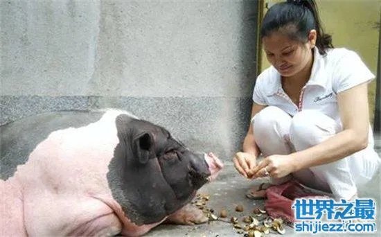 宠物猪长成300斤巨猪，最终只能当饲养猪养着 