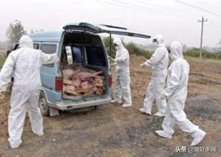 “黄河大堤内现死猪”事件到底是怎么回事?这些猪都是哪来的啊?