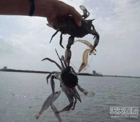 男子用小螃蟹钓鱼 下幕不敢相信（组图）
