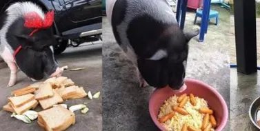把母猪当女朋友来养是怎么回事？