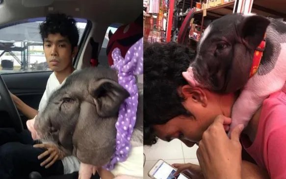 把母猪当女朋友来养是怎么回事？