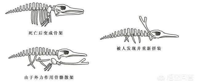 贵州回应山里有“龙吟”,世界上真的有龙的存在吗?