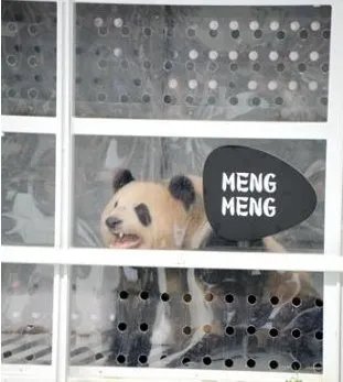 大熊猫抵达德国是怎么回事？