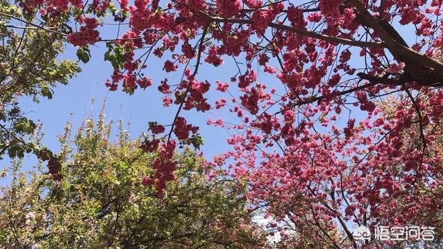 男子武大校园剧烈摇动樱花树,如何有效制止此类行为?