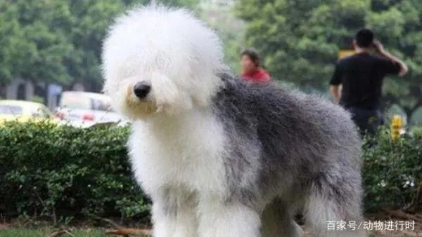 养古牧是一种什么体验？