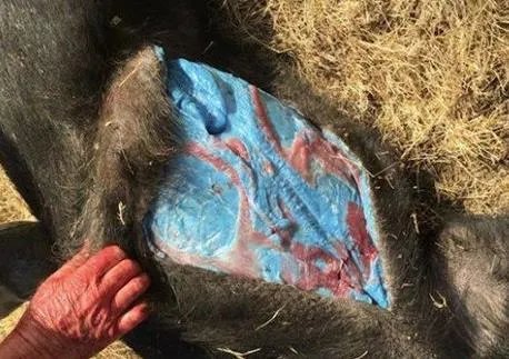 男子打到野猪 一剖开震惊全村(图)
