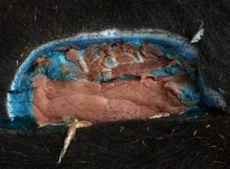 男子打到野猪 一剖开震惊全村(图)