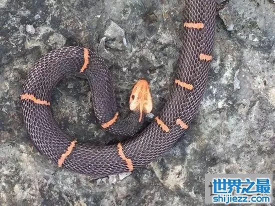 白头蝰蛇值多少钱？毒性极强瞬间让血凝固 