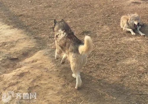 动物园狼舍现二哈 二哈竟然在狼群中也能混得开