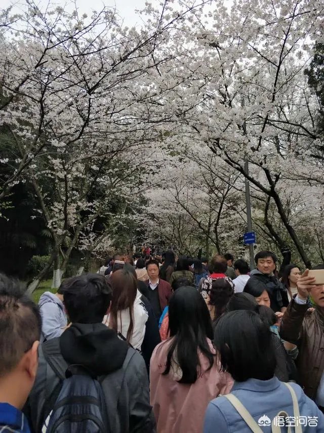 男子武大校园剧烈摇动樱花树,如何有效制止此类行为?