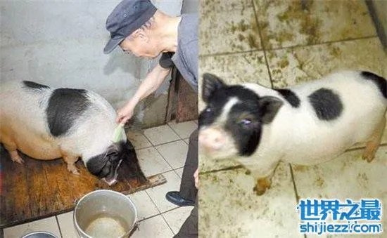 宠物猪长成300斤巨猪，最终只能当饲养猪养着 