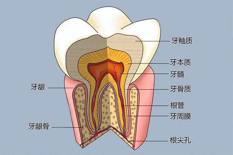 口腔器官名称图片