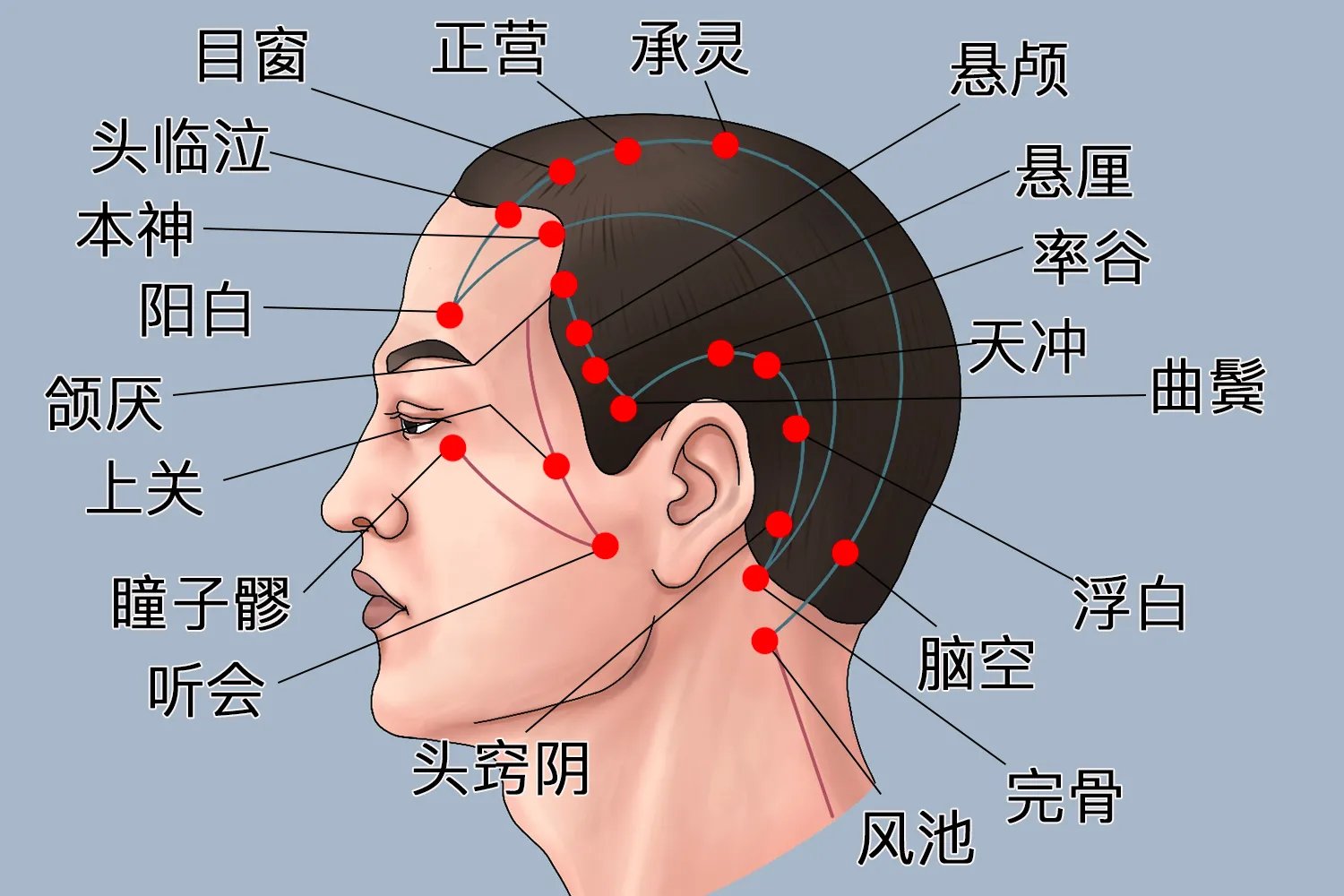 头部后脑勺经络图解大全图片