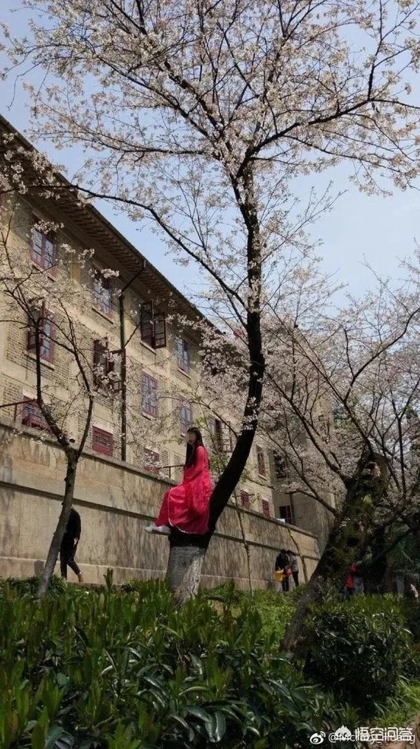 男子武大校园剧烈摇动樱花树,如何有效制止此类行为?