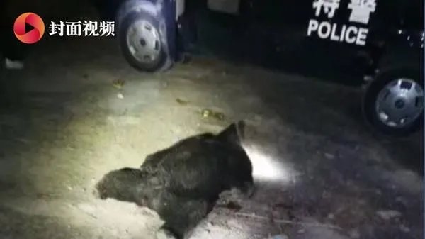四川江油黑熊咬死3位村民，如何看待黑熊频频伤人事件？