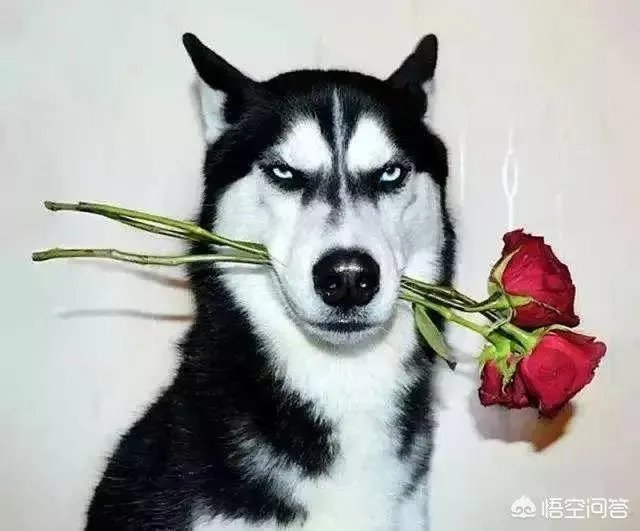哈士奇吃什么狗粮好？