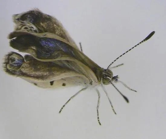 福岛核泄漏后变异女人:日本核辐射后的变异生物触目惊心