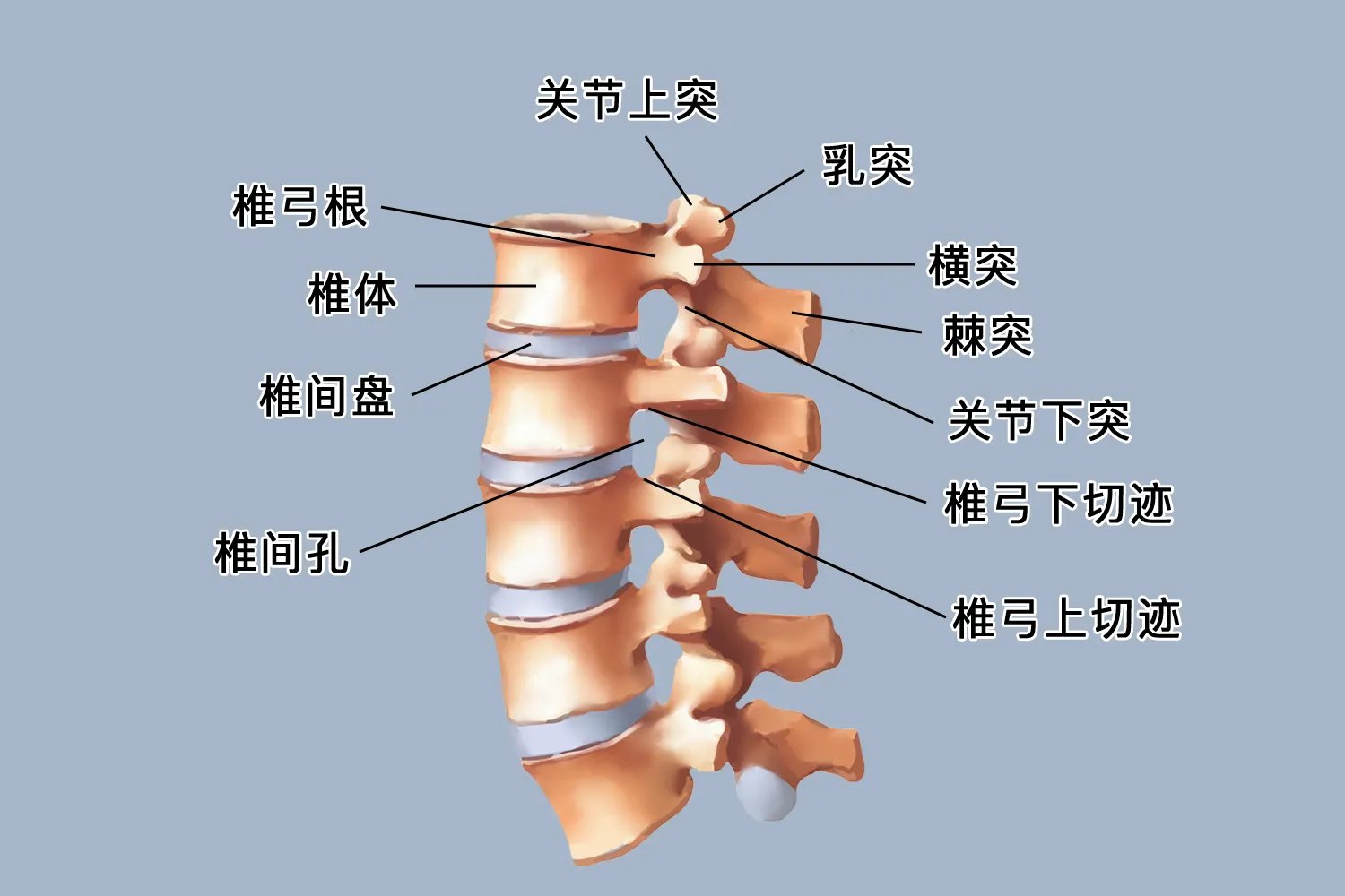 腰椎解剖图及结构
