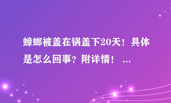 蟑螂被盖在锅盖下20天！具体是怎么回事？附详情！ - 飞外网
