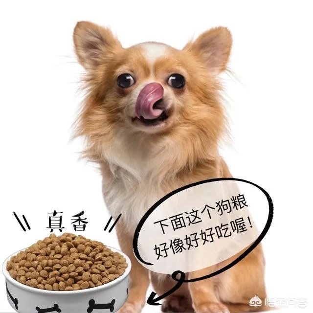 哈士奇吃什么狗粮好？