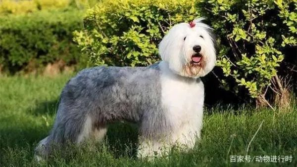 养古牧是一种什么体验？