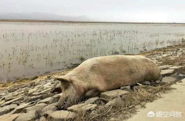 “黄河大堤内现死猪”事件到底是怎么回事?这些猪都是哪来的啊?
