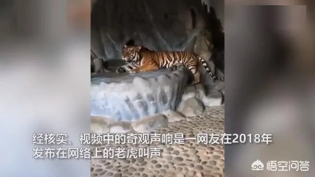 贵州回应山里有“龙吟”,世界上真的有龙的存在吗?