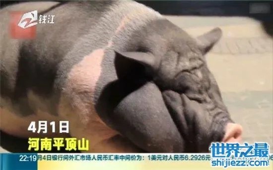 宠物猪长成300斤巨猪，最终只能当饲养猪养着 