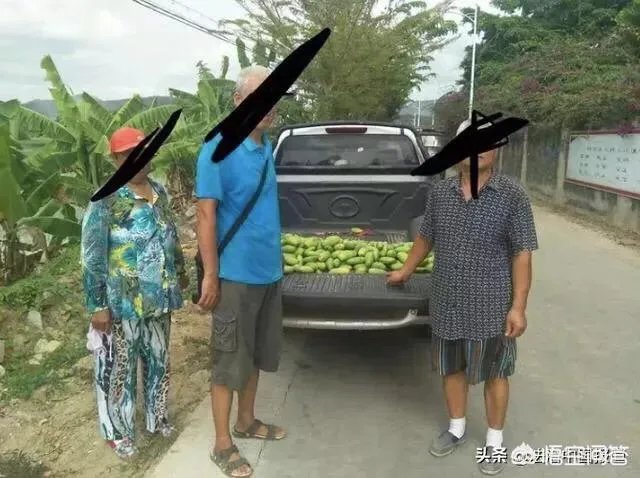 老人海南组团偷芒果的原因是什么？对此你怎么看？