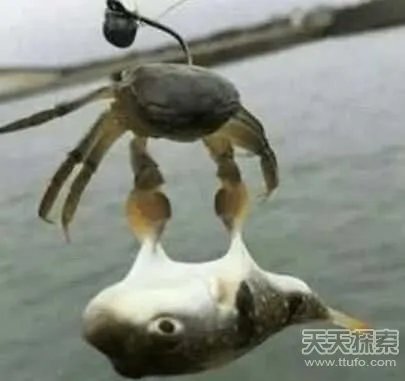 男子用小螃蟹钓鱼 下幕不敢相信（组图）