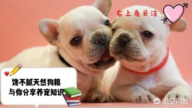哈士奇吃什么狗粮好？
