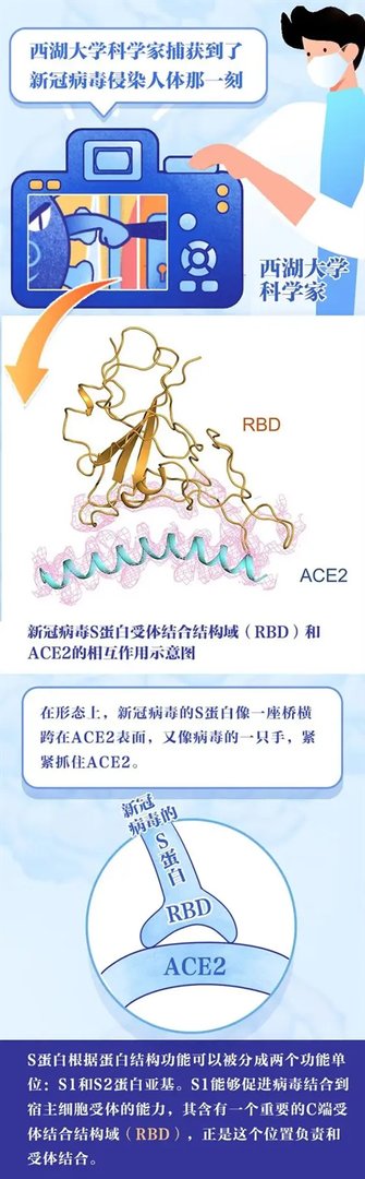 浙江第一批疫苗已产生抗体!揭秘新冠病毒侵染人体那一瞬间