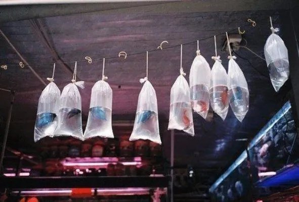 夏若雪苏衍小说完整版 新人笑旧人哭在线阅读