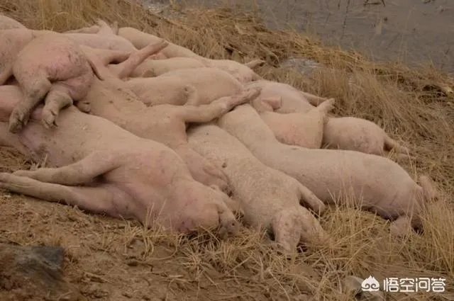 “黄河大堤内现死猪”事件到底是怎么回事?这些猪都是哪来的啊?