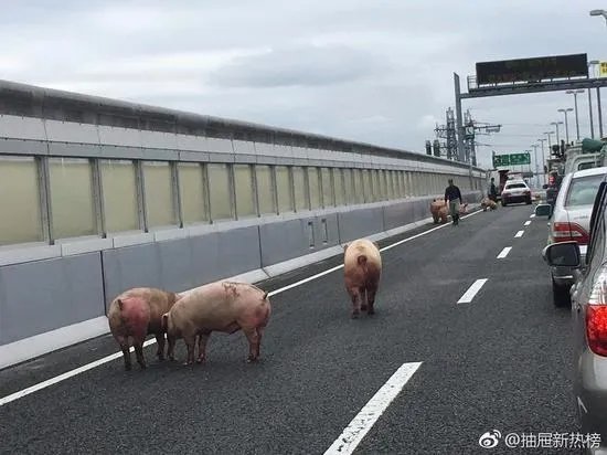 19头猪车祸逃走 猪在高速上“开车”是怎么回事？