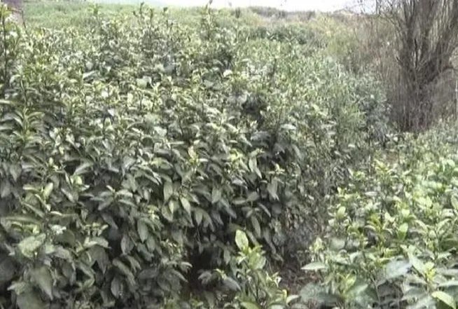 南京农妇采茶被人一箭穿心是怎么回事？