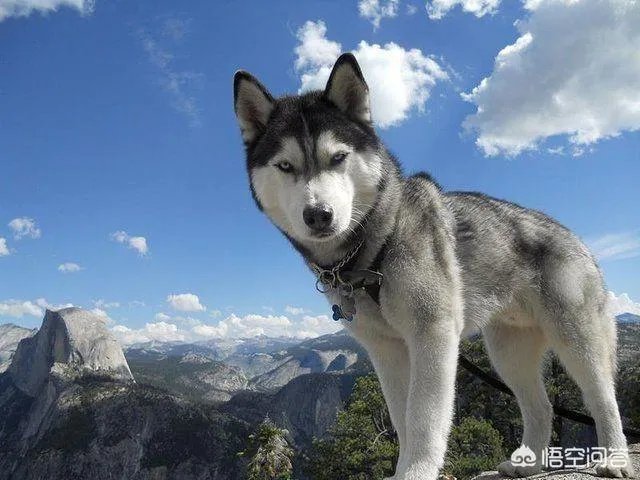 哈士奇吃什么狗粮好？