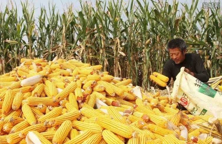 贵州种玉米将被罚 继续种将会受到怎么样的处罚？