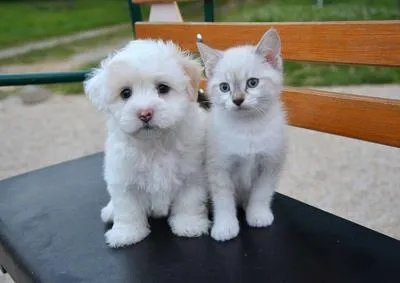 收养流浪猫狗易感染细菌 流浪动物容易带给人们哪些疾病