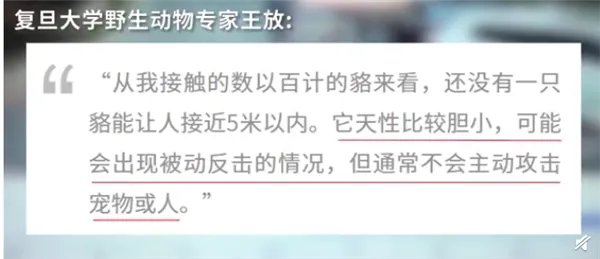 上海100多个小区出现貉 专家：生性胆小无需恐慌