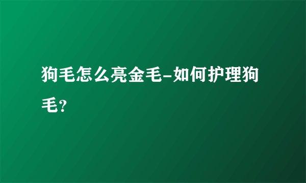 狗毛怎么亮金毛-如何护理狗毛?