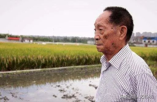 袁隆平提出发展“海水稻”目标：选育品种，每年可增产300亿公斤，你怎么看？