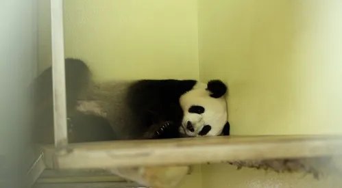 旅法大熊猫怀孕了吗？