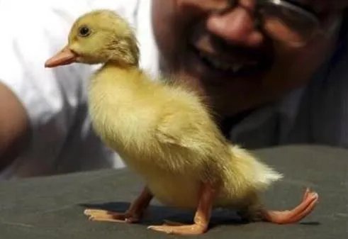福岛核泄漏后变异女人:日本核辐射后的变异生物触目惊心