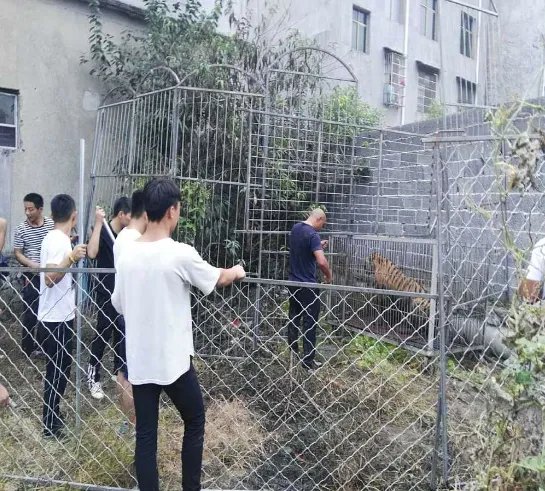 马戏团什么原因致使幼虎出逃？