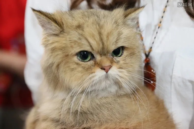 英国一宠物猫新冠病毒检测呈阳性 这意味着什么？