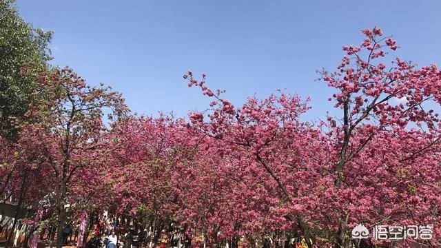 男子武大校园剧烈摇动樱花树,如何有效制止此类行为?