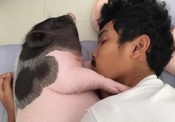 把母猪当女朋友来养是怎么回事？